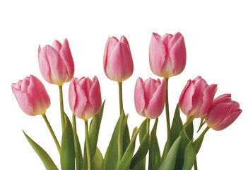 close up on group of pink petal tulip flowers blossom 