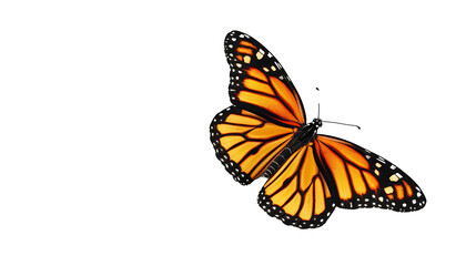 Fototapeta premium An orange Monarch butterfly gently rests with slightly folded wings on a pure transparent