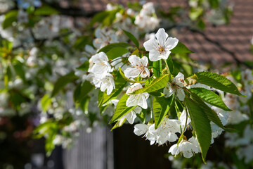 blühender kirschbaumast kirschenblüten