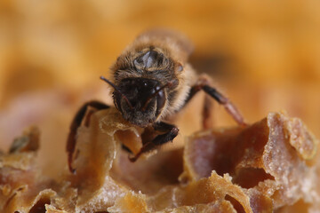 Beekeeping - queen bee close-up