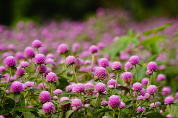 Close-up of purple Gomphrena globosa flower