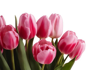 Bouquet pink with crimson tulip flowers 