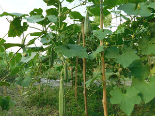 Green Luffa acutangula (Chinese okra), Sponge gourd, or silk squash hanging from a tree on a...
