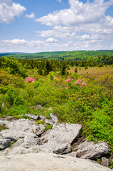 Bear Rocks Preserve, Nature preserve in West Virginia