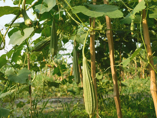 Farmers are cultivating ridge gourd trees with improved technology