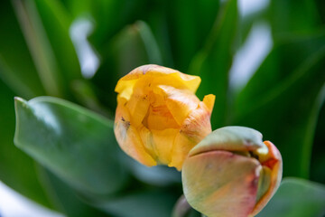 Gelbe Tulpen als Knospe und halboffen
