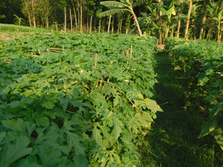 bitter gourd or bitter melon,momordica charantia on vine plant in blur background