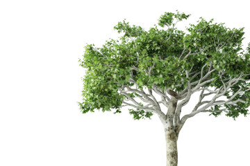 A Tree With Green Leaves on a White Background