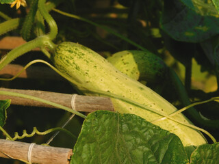 Green fresh cucumbers hang on the plant in the greenhouse. Growing vegetables in the garden
