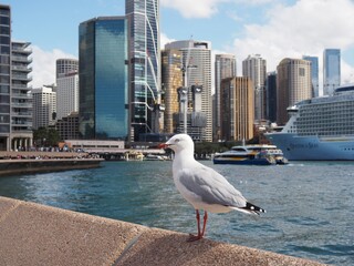 seagull 
Sydney