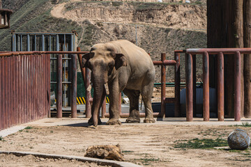 An asian elephant in the zoo