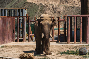 An asian elephant in the zoo
