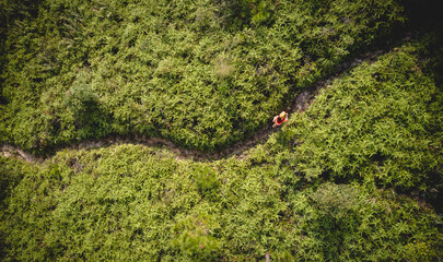 Aerial view of woman ultra marathon runner running on tropical rainforest trail