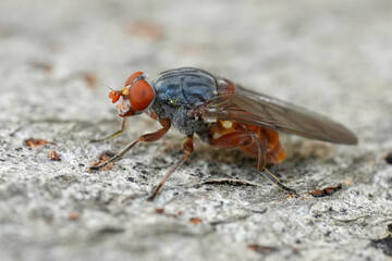 Closeup on an uncommon European syrphid fly, Brachyopa bicolor sitting on wood