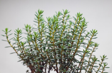 Stylish plant Crassula sarcocaulis. Money tree bonsai. Home decor