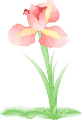 Watercolor illustration of flowers
