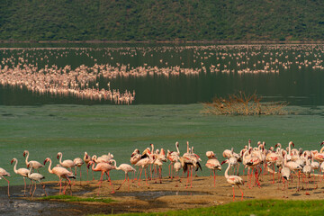 beautiful sunset over Lake Baringo with pink flamingos in the foreground