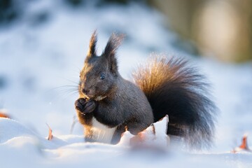 A squirrel holding a walnut in its paws with snow in the background. Winter landscape. Lesopark...