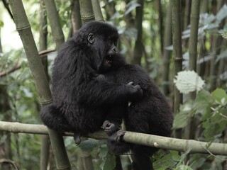 Wild Baby Gorillas in Rwanda, Volcano National Park