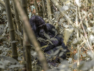 Wild Gorilla Mother in Rwanda, Volcano National Park
