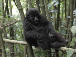 Wild Baby Gorilla in Rwanda, Volcano National Park