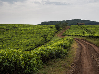 Teeplantage in Ruanda