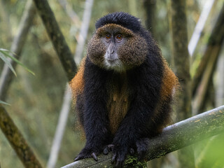 Golden Monkey in Rwanda, Volcano National Park