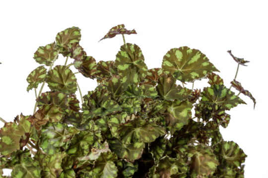 Tiger begonia