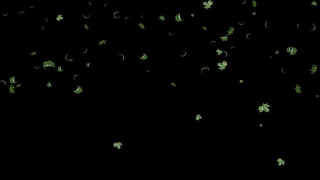 Slow motion of mix Leaves falling with Alpha Channel, Autumn spring season leaves fall motion graphic background