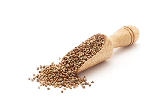 Front view of a wooden scoop filled with Organic Pearl Millet (Pennisetum glaucum) or Bajra. Isolated on a white background.