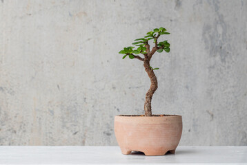 Portulacaria afra bonsai. Stylish plant. Home decor