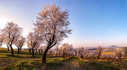 Orchad of almond trees in blossom during sunrise near Hustopeče city, Czech republic,