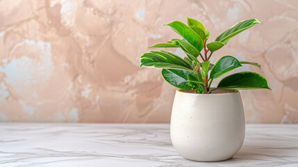 A small plant is sitting in a white ceramic pot on a white marble countertop. The plant is green and he is thriving