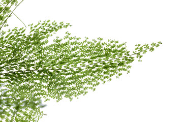 Venus hair © Svetoslav Radkov