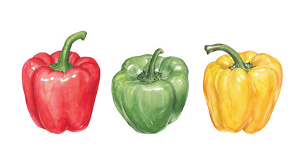 Set of watercolor bell peppers on white, hand drawn vegetables