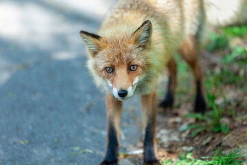 野生のキタキツネが豊かな表情をみせる