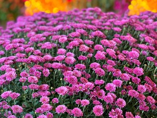 Bouquet of chrysanthemum pink flowers. 