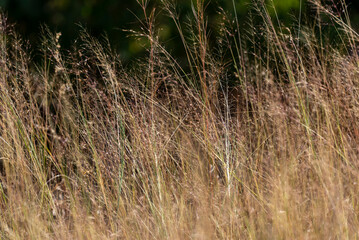 Tall grass background, Close up, selective focus. Useful for background designing purpose. - obrazy, fototapety, plakaty