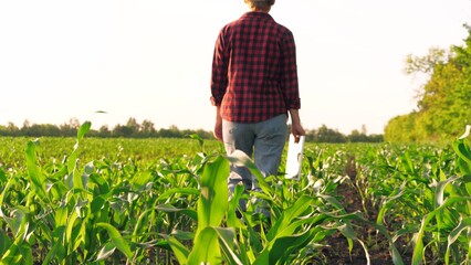 Woman agronomist agriculture worker with digital tablet going at corn field back view closeup....