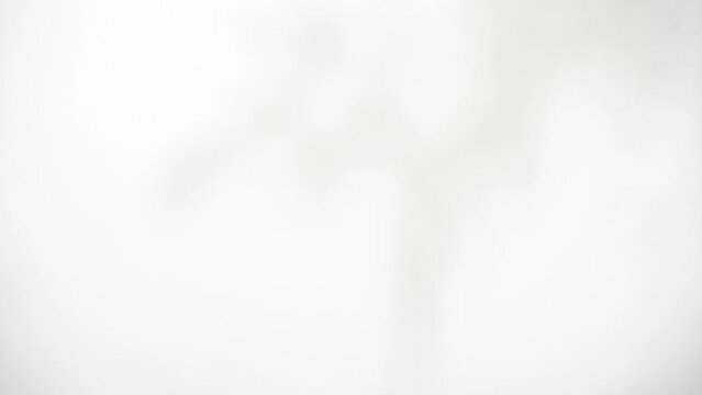 Shadows from branches on a white background. Swaying shadows from the branches. Ideal for overlays.