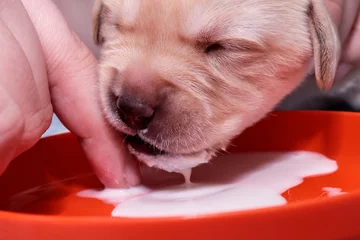 Foto op Canvas The Labrador puppy is enjoying puppy milk. © photoPepp