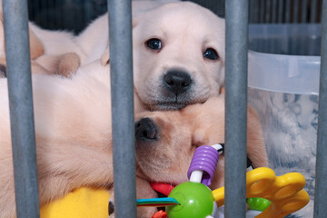 Two blonde Labrador pups are lying behind the fence near a colored toy. - obrazy, fototapety, plakaty