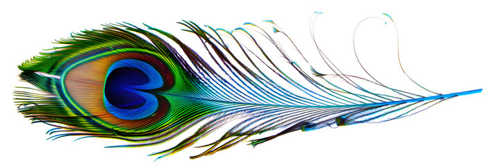Colourful peacock feather against a plain white backdrop, highlighting its beauty