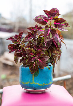Coleus plant in creative flower pot as teapot against mountain landscape