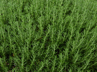 雨の日の公園の新緑の森の風景