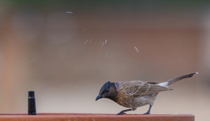 bulbul bird swimming in water and taking a bath