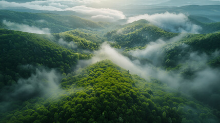 Aerial view of green forest in mountains with fog. Beautiful summer landscape