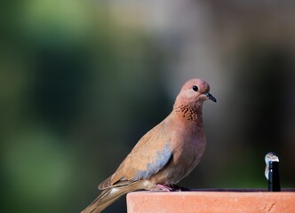 dove sitting and eating with blurred background