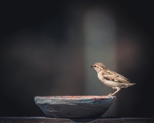 sparrow eating with water fountain and swimming with blurred background