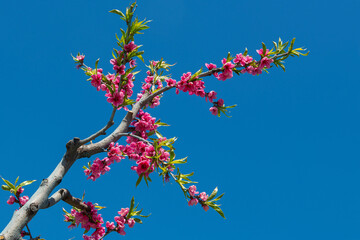 Peach blossom in spring. Pink Peach Flowers Blooming on Peach Tree in Blue Sky Background, selective focus. İznik, Bursa.